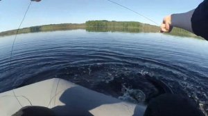Рыбалка на перемёт... Удачный выезд на глухое озеро...