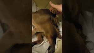 Как мы приминали роды у абиссинской кошки