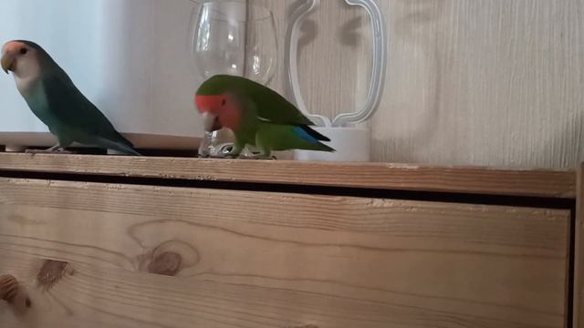 Попугаи едят орехи смотреть онлайн