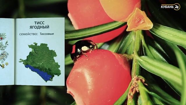 «Красная книга Кубани». Тис ягодный