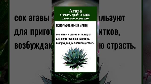 МАГИЧЕСКИЕ СВОЙСТВА РАСТЕНИЙ | Агава