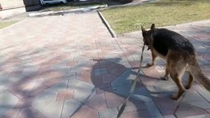 Немецкая овчарка, прогулка, как протекает течка у Стрелки.