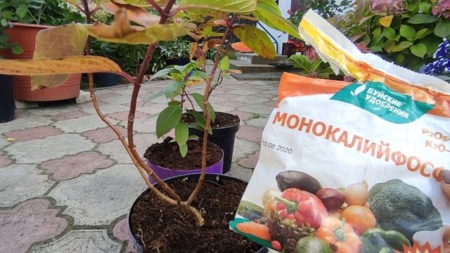 Осенняя подкормка черенков метельчатой гортензии??Как высадить молодой саженец в открытый грунт? смотреть онлайн