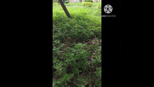 A Heartfelt MESSAGE TO HON Kennedy Ohene Agyapong 🔔✍️✍️✍️ смотреть онлайн