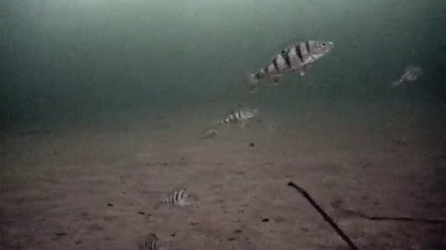 окунь , подлёдная съёмка ,подводная камера , шершни . смотреть онлайн