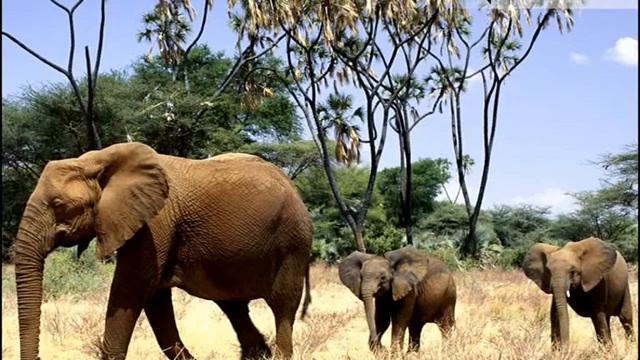 Africa Week 2012 смотреть онлайн