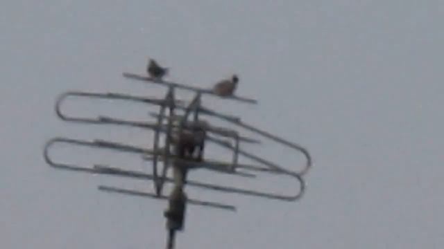 Canon Ixus 160 - Video Zoom Test смотреть онлайн