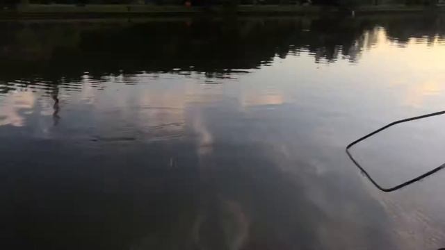 Поймал карпа ! смотреть онлайн