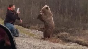 Слабоумие и отвага. Житель Мурманска кормит дикого медведя на обочине.
