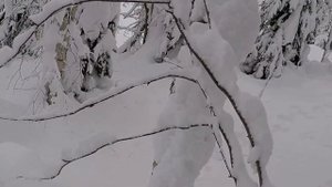 ?УСТАНОВКА ПЕТЛИ НА ЗАЙЦА.В ДЕКАБРЕ НА ТРОПУ.