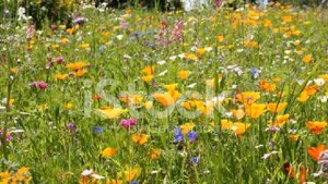 Праздник цветов – веселая песенка о цветах! Детская песня для всех!