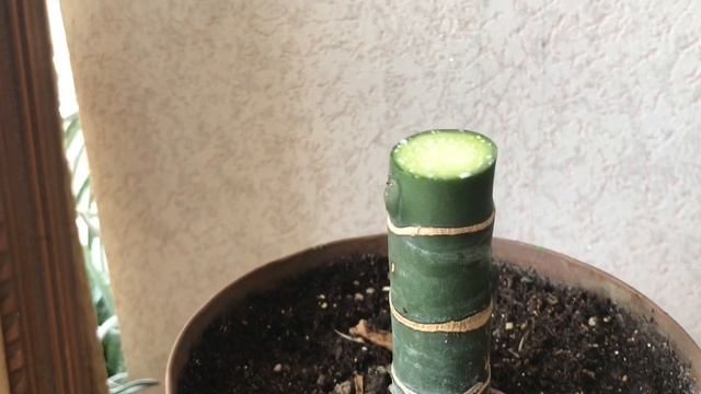 Диффенбахия. Обрезка Диффенбахии. Размножение Диффенбахии в воде. смотреть онлайн