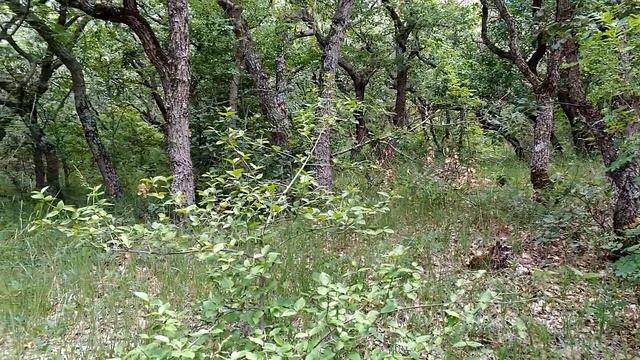 Крым, Судак, дубовый лес в Судакской долине. Зелень и прохлада. смотреть онлайн