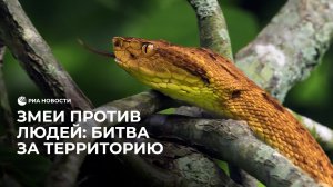 Змеи против людей: битва за территорию