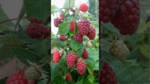 Малина Купчиха - характеристика сорта малины КУПЧИХА