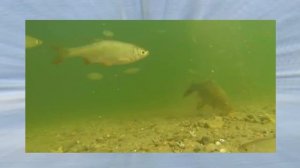 Прикормка для карася.