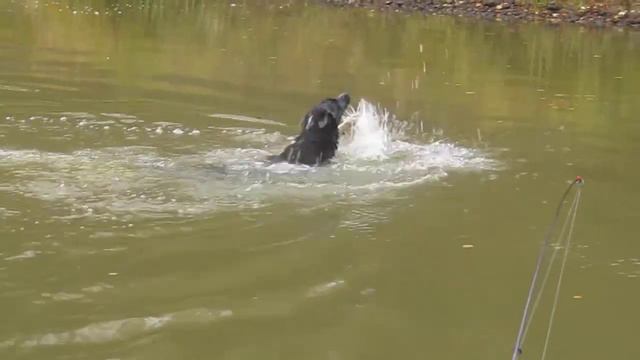 Собака Супер пловец смотреть онлайн