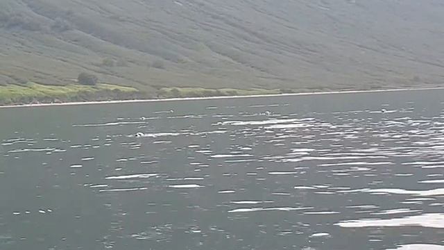 Нерпы. Бухта Русская смотреть онлайн