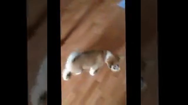 Акита-Ину Щенки смотреть онлайн