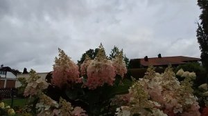 Гортензия, Пинки Винки