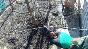 Зимняя обрезка Кизила. Работы в саду в феврале/2022