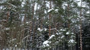 Прогулка по лесу