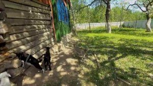 Куры на вольном выгуле
