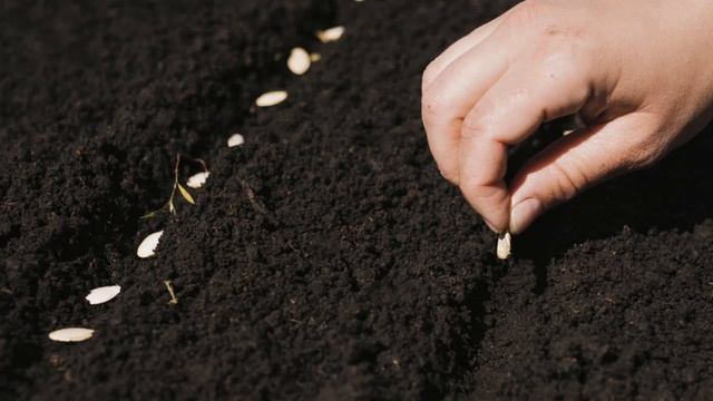 ПОСАДКА ОГУРЦОВ В ОТКРЫТЫЙ ГРУНТ || #посадкаогурцов  СПОСОБЫ ПОСАДКИ ОГУРЦОВ В ОТКРЫТЫЙ