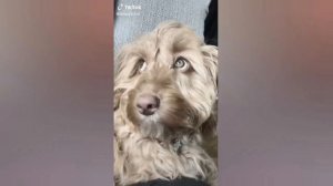 Забавные животные