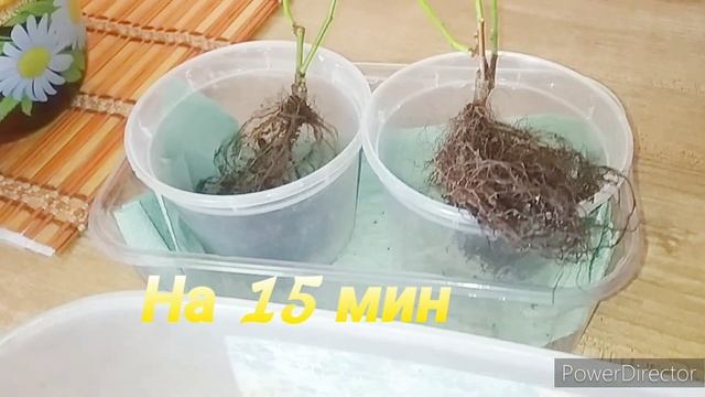 Домашняя роза. Найдёныш.??? смотреть онлайн