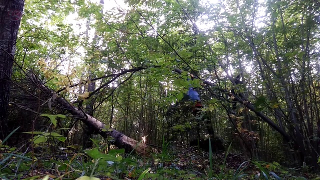 laz oreh5 смотреть онлайн