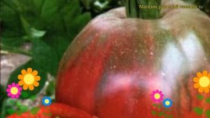 Томат обыкновенный Бычье сердце малиновое. Краткий обзор, описание характеристик, где купить семена