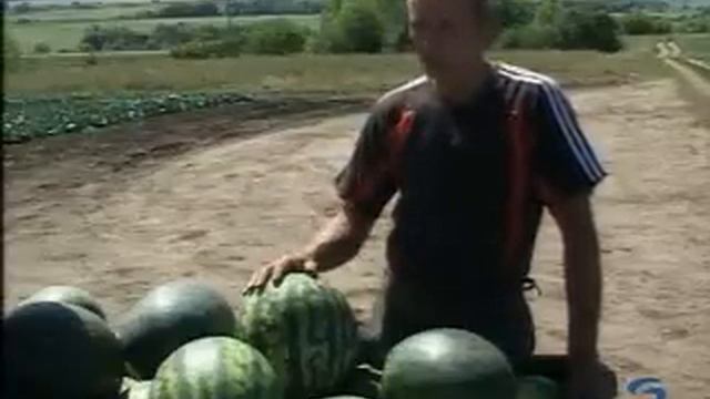 Корочанские арбузы. Цена Качества Мир Белогорья смотреть онлайн