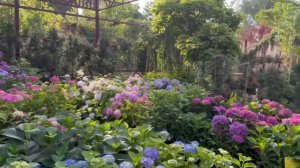 Питомник декоративных растений (Садовый центр) «Зелёный берег» в Ростове-на-Дону