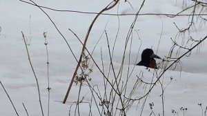 Грачи и галки гуляют по весеннему снегу.