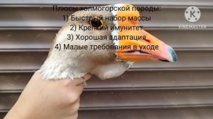 Породы гусей. Их плюсы и минусы содержания + характеристики.