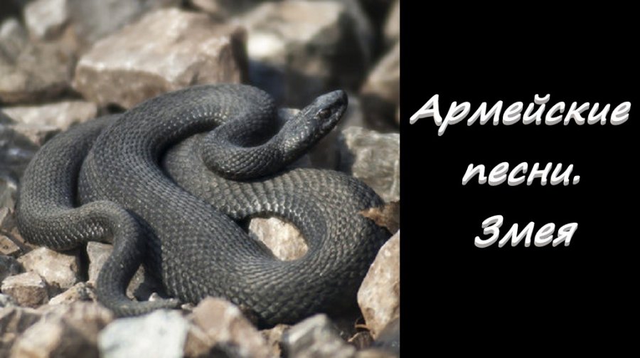 А ты змея песня слушать. Песня о змеях. Snake песня. Песенки про змею. Песенки про змею детские.