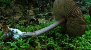 Entoloma porphyrophaeum