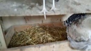 Новая бункерная кормушка для индюков или крупной птицы