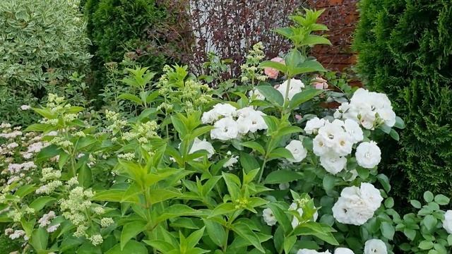 Цветение роз в Подмосковье, сезон 2021. ОБЗОР СОРТОВ. смотреть онлайн