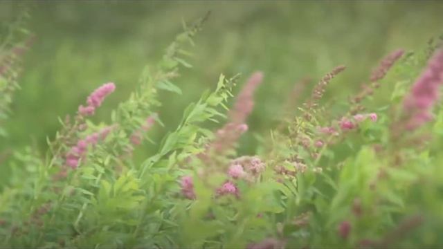 Вода. Река. смотреть онлайн