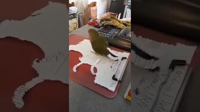 Умный попугай смотреть онлайн