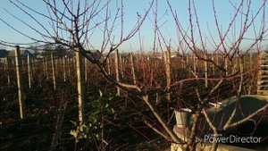 Подземный капельный полив виноградника.