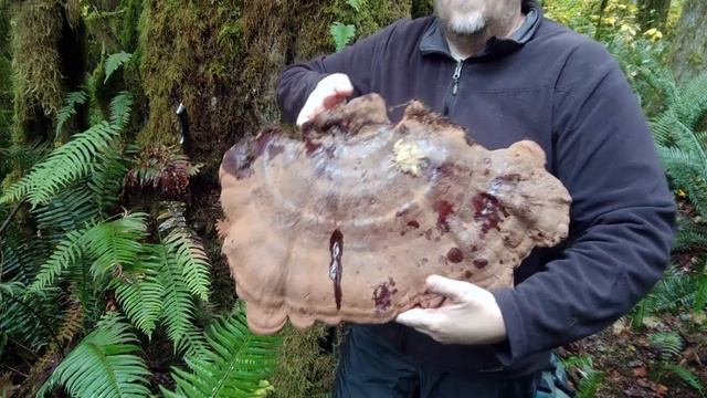 Reishi Mushroom - Giant Western Varnished Conk (Ganoderma oregonense) смотреть онлайн