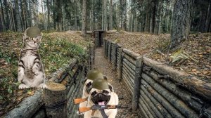 Сериал Мопсы против котов 3 серия | Анимация Мопсы