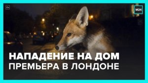 В соцсетях начали обсуждать нападение лисы на резиденцию премьера в Лондоне - Москва 24
