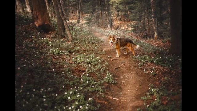 Спасение собаки с переломом позвоночника и травмой глаза смотреть онлайн