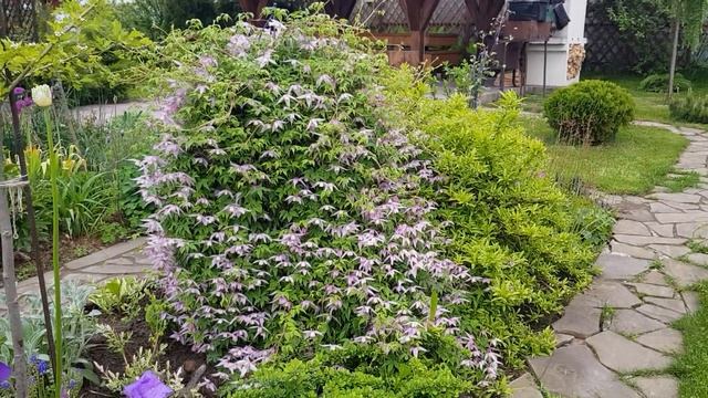 Обзор сада в начале лета: луки, княжики, ирисы ... смотреть онлайн