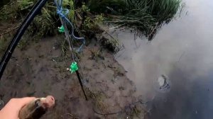 Рыбалка на карася р.Днепр, ловля на кормаки от Михалыча.