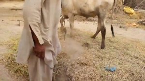 Cow rolling on Gram -   بیل چنے گہا تے ہوے  #vlog